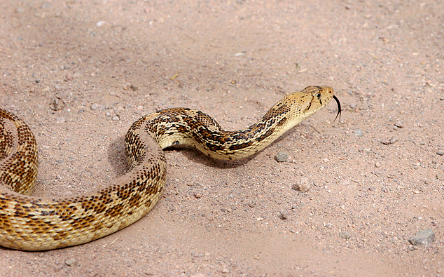 Gopher Snake