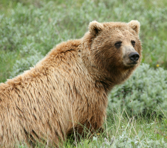 Grizzly Bear