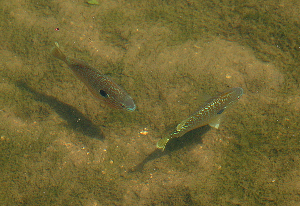 Longear Sunfish