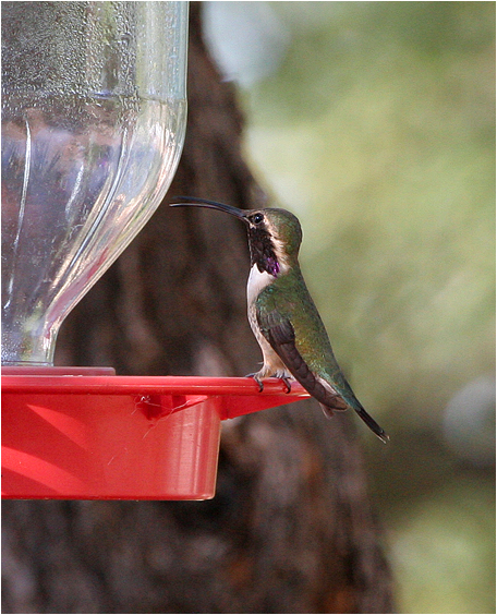 ucifer Hummingbird