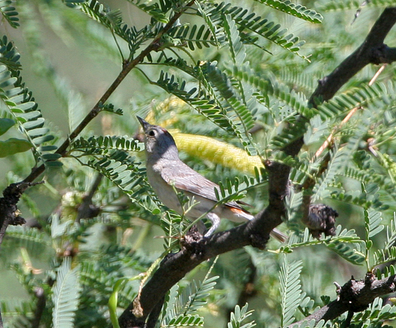 lucys-warbler1.1.jpg