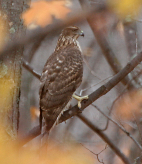 Northern Goshawk