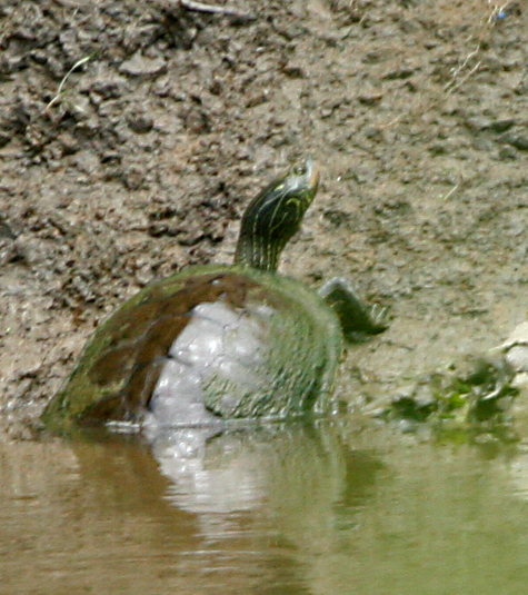 Map Turtle