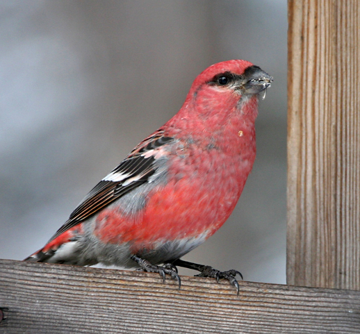 Pine Grosbeak