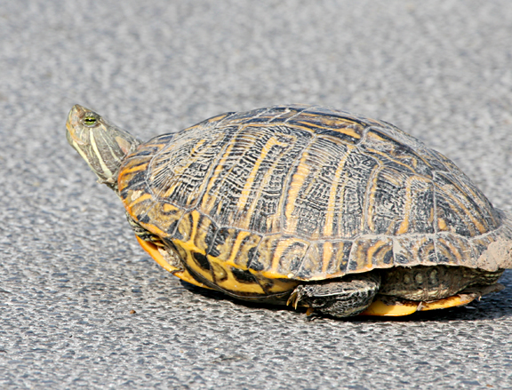 Red-eared Slider