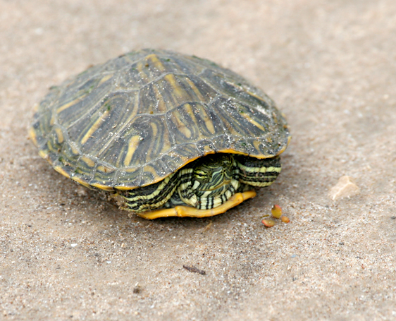 Red-eared Slider