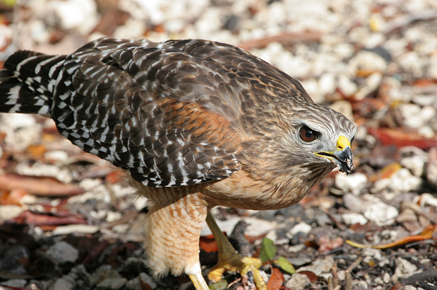 red-shouldered-hawk1.1.jpg
