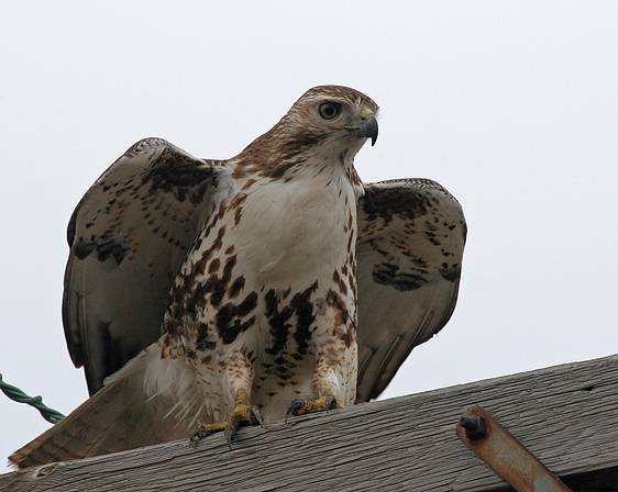 red-tailed-hawk10.1.jpg
