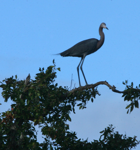 Reddish Egret