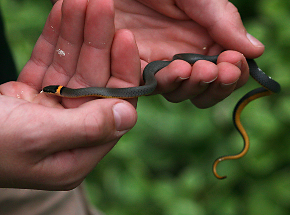 Ringneck Snake