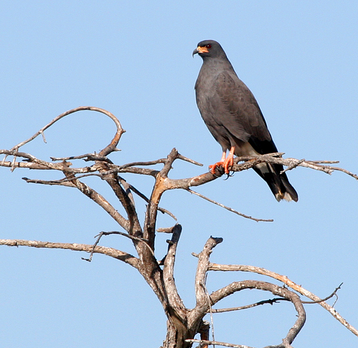 snail-kite1.1.jpg