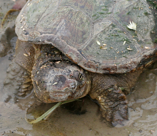 Snapping Turtle