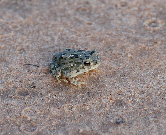 Texas Toad