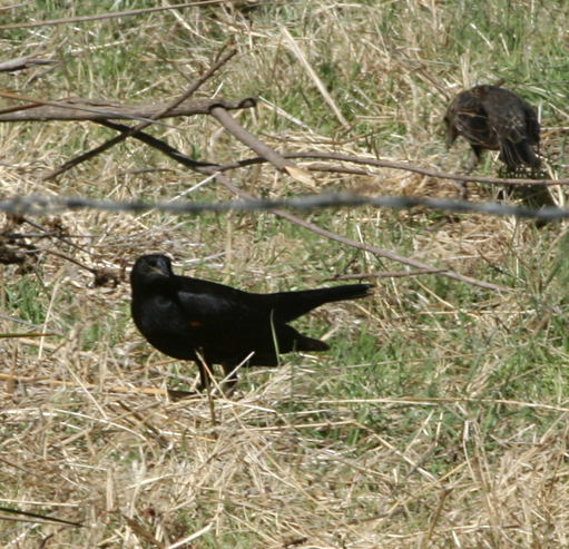 Tricolored Blackbird