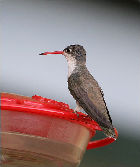 iolet-crowned Hummingbird
