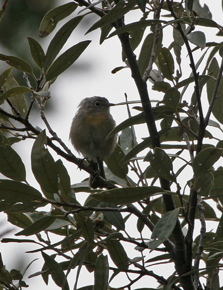 virginias-warbler1.1.jpg
