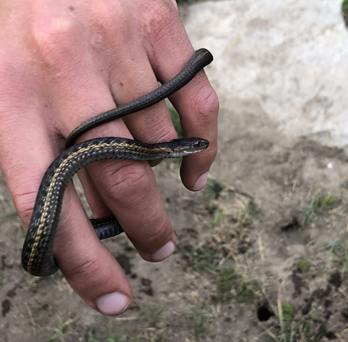 Western Terrestrial Garter Snake