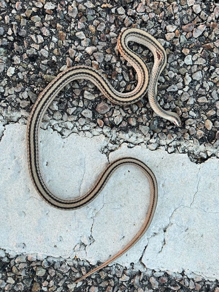 Western Patch-nosed Snake