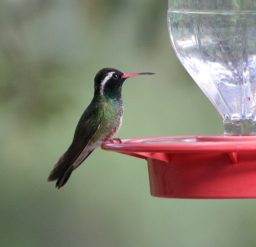 White-eared Hummingbird