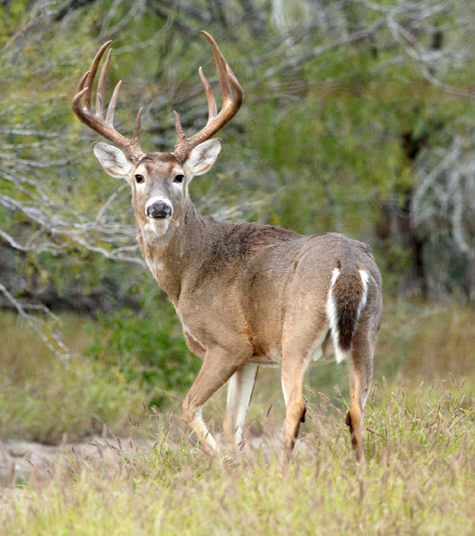 White-tailed Deer