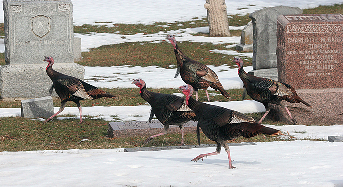 wild-turkey3.jpg
