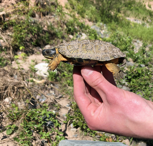 26 ,20+-year-old female, 6 June 2015.