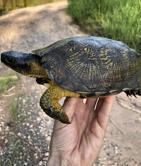 Wood Turtle