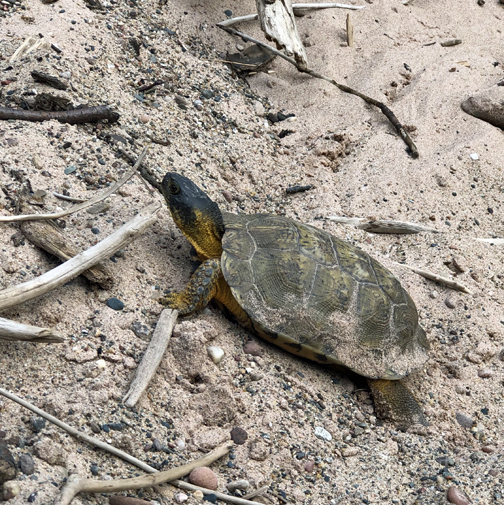 52 ,16-year-old female, 21 June 2019; here is an in situ shot of this ...