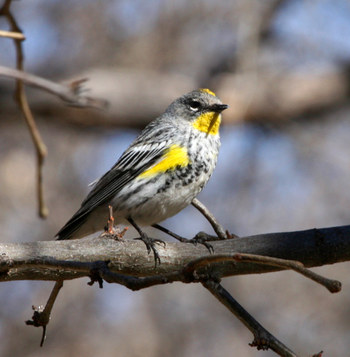 Yellow-rumped Warbler